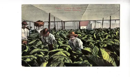 B81758 cosecha de tabaco tabacco gathering havana mittelamerika