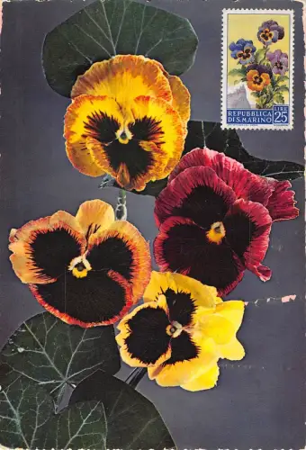 B22931 Fleurs Flowers Maximum Karte