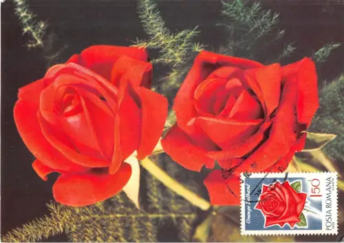 B22938 Fleurs Blumen Rosen Maximum Karte