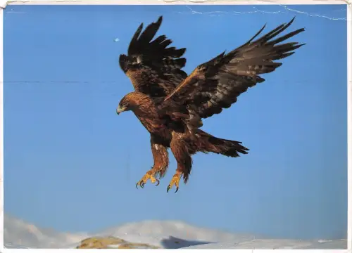 B8969 Vögel Oiseaux Steinadler