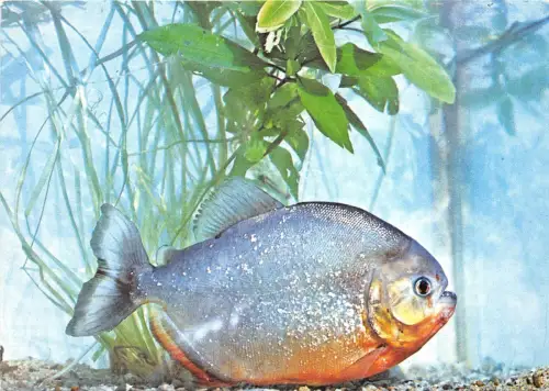B22260 Fisch Peche Serrasalmus Nattereri