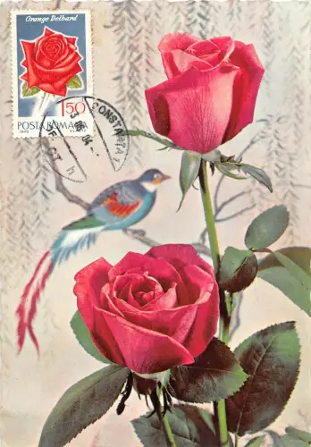 B22917 Fleurs Blumen Rosen Maximum Karte