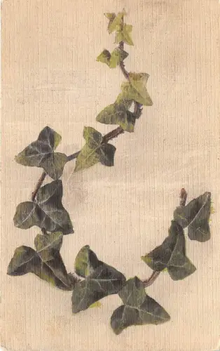 B2115 Fleurs Blumen Blätter PPC gebraucht 1916 Front/Back Scan