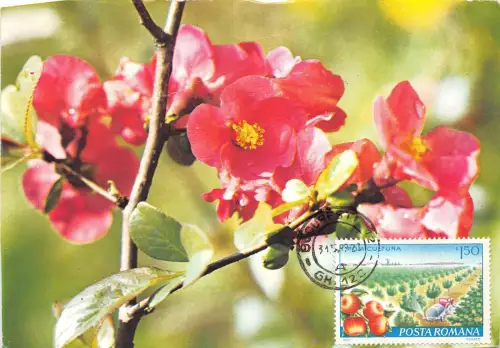 B3391 Maximum Card Tree Growing Agriculture 1989 front/back scan