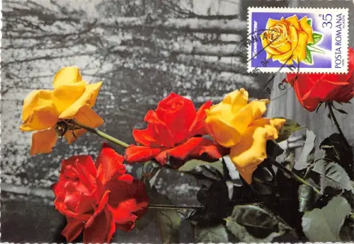 B22936 Fleurs Blumen Rosen Maximum Karte