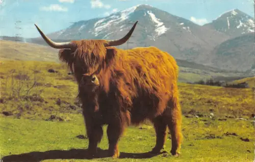 BR77706 a monarch of the glen scotland cow vaches 14x9cm