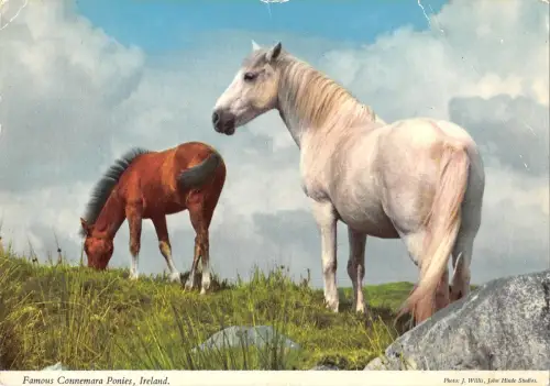 BR76642 berühmte Connemara Ponys Irland Pferd