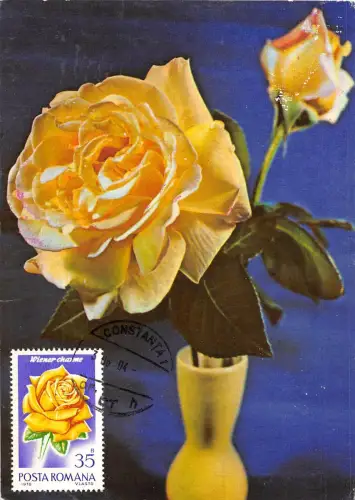 B22941 Fleurs Blumen Rosen Maximum Karte