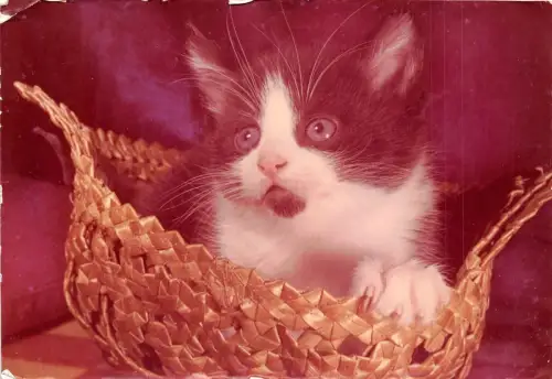 B15973 Tiere Animaux Chat Katze