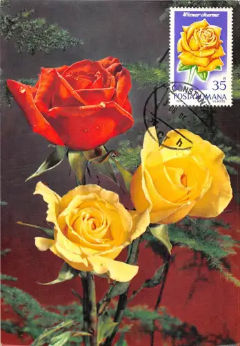 B22944 Fleurs Blumen Rosen Maximum Karte