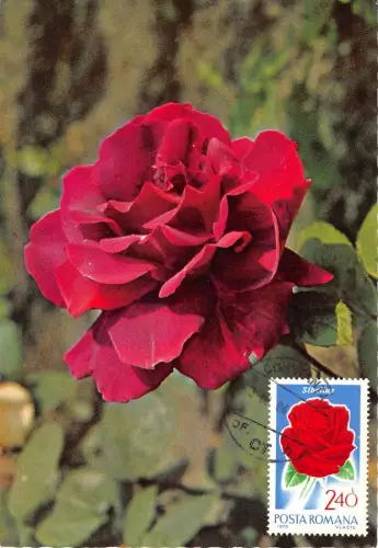 B22933 Fleurs Blumen Rosen Maximum Karte