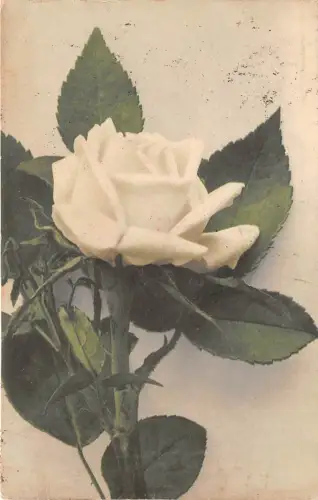 B2114 Fleurs Blumen Rosen PPC gebraucht 1921 Front/Back Scan