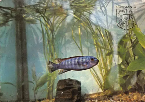 B15928 Constanta Fisch