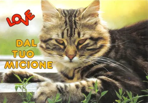 B8971 Italy Chat Cat