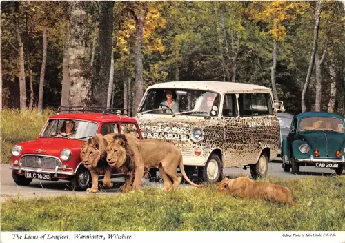 us8262 lions of longleat warminster wiltshire uk volkswagen beetle mini cooper