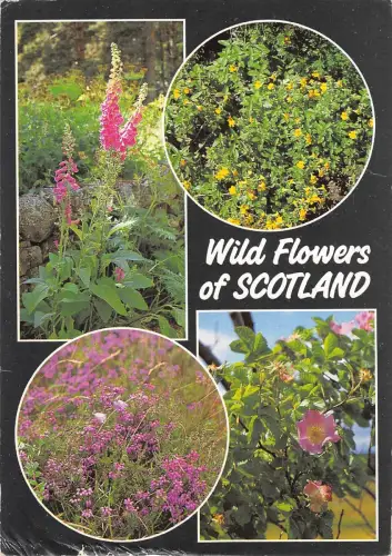 B102138 Wildblumen Schottlands