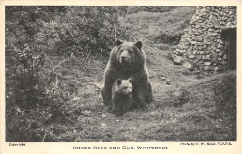 br107750 Braunbär und Jungtier Whipsnade UK