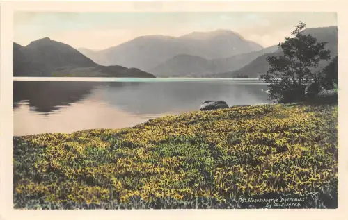 BR61439 Wordsworth Narzissen von ullswater uk