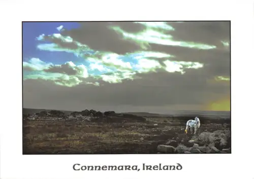 BF2281 Connemara Irland Pferd