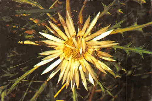 B22895 Fleurs Silberdistel