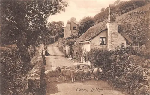 BR61958 Cherry Bridge Sheep Mouton Bircham UK