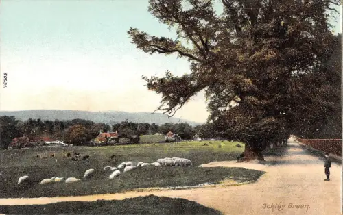 BR81479 ockley green sheep mouton uk