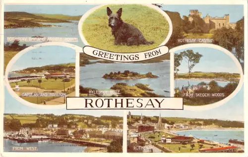 uk2902 rothesay scotland uk dog