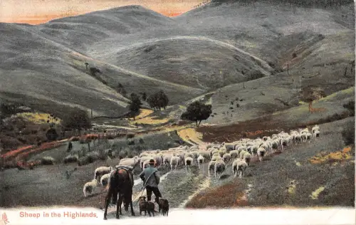 uk15937 sheep in the highlands scotland uk sheep shephard horse dog