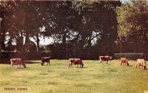 BF35426 Kühe Trikot UK Front/Back Scan