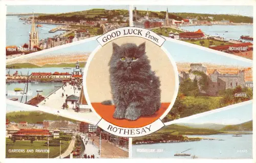 BR59170 Viel Glück aus Rothsey Katze Schottland