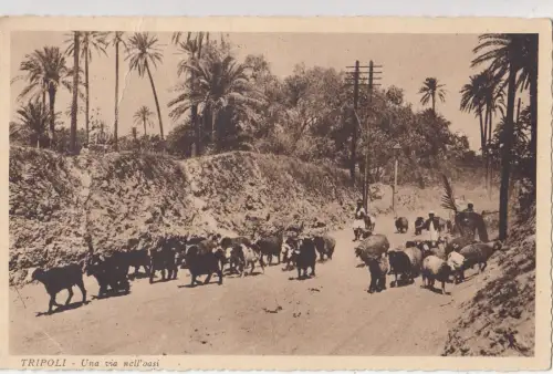 B81029 tripoli una via nell oasi cow vaches libia lybia front/back image
