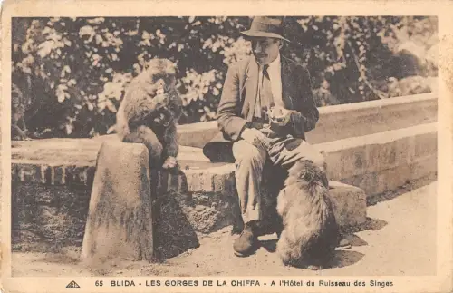 BF8536 blida les gorges de la chiffa monkey algeria Algerien