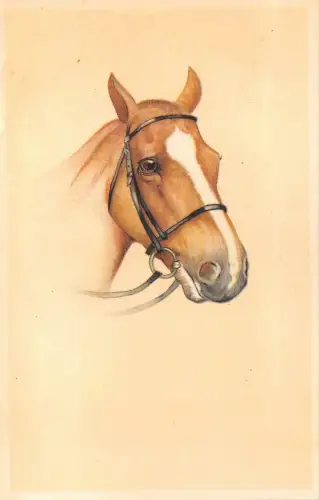 us7403 Pferd Künstler signiert Kopf Tier Cheveau Belgien