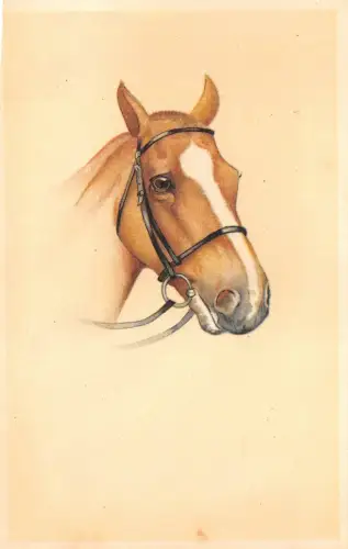 us7404 Pferd Künstler signiert Kopf Tier Cheveau Belgien
