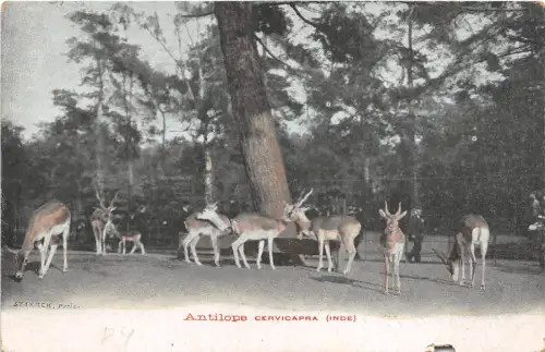 BF39184 Antilope Antilope cervicapra india animal animaux