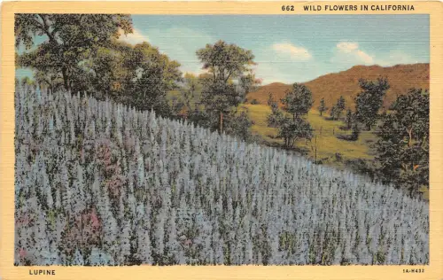 Lot113 USA Wildblumen in Kalifornien Lupine