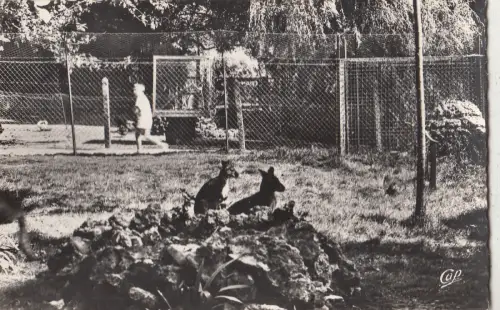 BF26067 luc sur mer les kangourous france front/back image