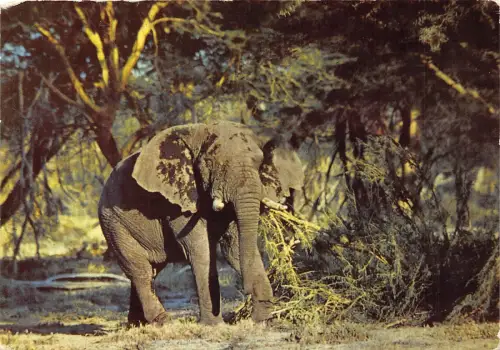 BF38604 Afrika Elefant Elefant Tier Tiere