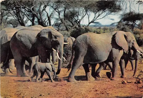 BF38608 Elefantenherde Afrika Elefant Elefant Tier Tiere