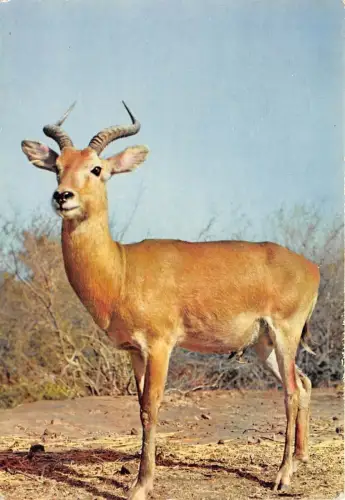 BF39209 Antilope Antilope Afrika Senegal Tier Animaux
