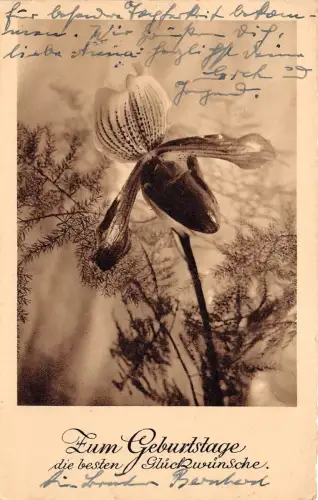 BG8869 Blume Geburtstagsgrüße Germany