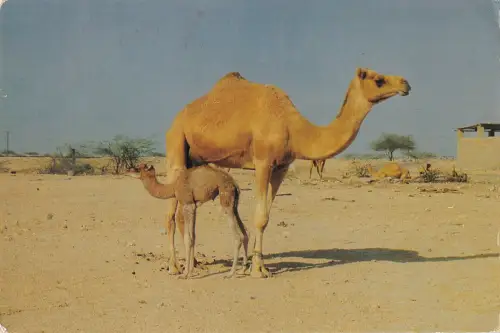B95737 camel and her off spring bahrain