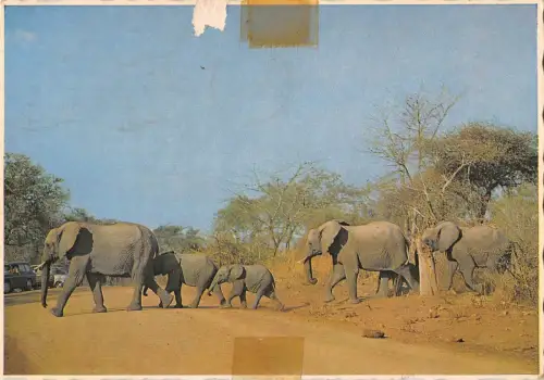 B98732 Elefant Elefant Südafrika Animaux Tiere