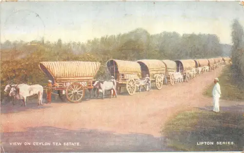 uk42327 tea estate ceylon lipton series sri lanka