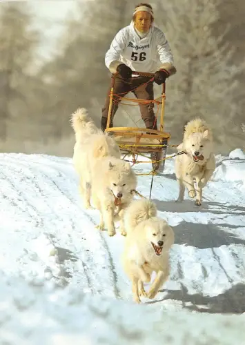 Lot232 Husky Tier Hund auf Schlitten Schweiz