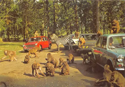 us8261 woburn wild animal kingdom woburn park uk car mini cooper