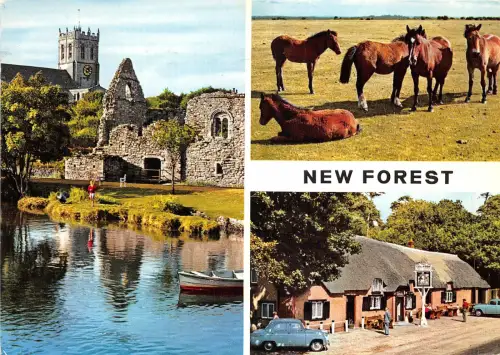 uk47450 new forest uk horse car