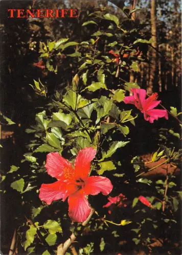 BR71774 Teneriffa typische Blüten der Kanarien Spanien Blume Fleur