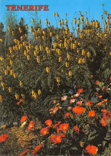 BR71775 Teneriffa typische Blüten der Kanarien Spanien Blume Fleur