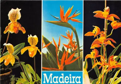 BR6532 Madeira Cypipedilum insigne portugal